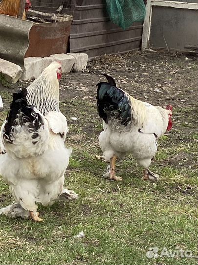 Петухи Брама