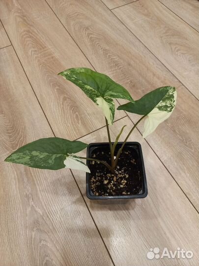 Сингониум imperial white