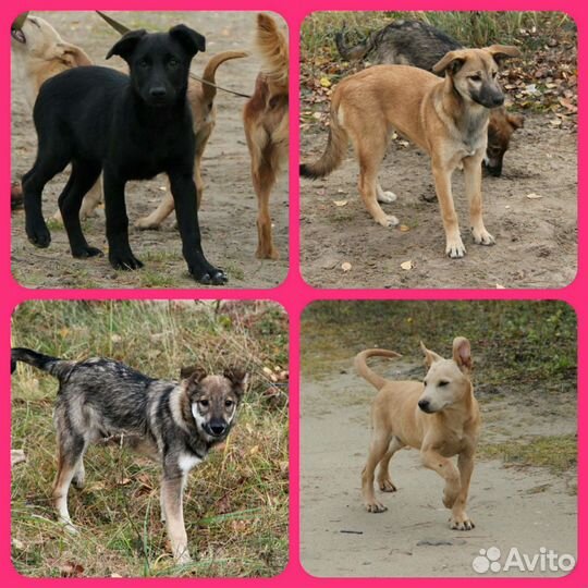 Друзья и надежные охранники на любой вкус