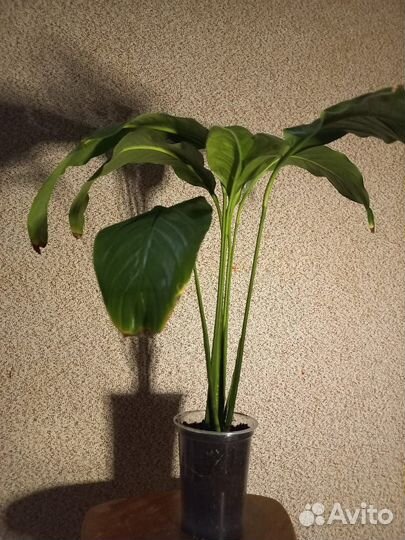 Спатифиллум