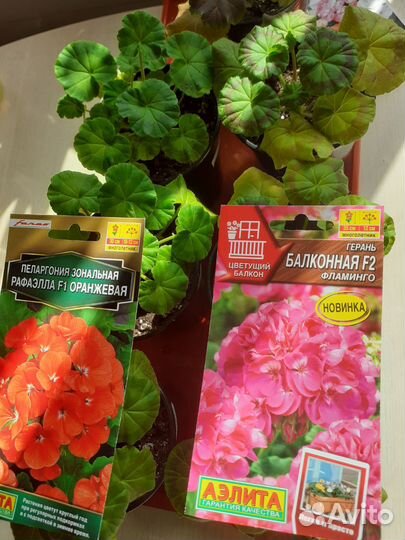 Пеларгония герань