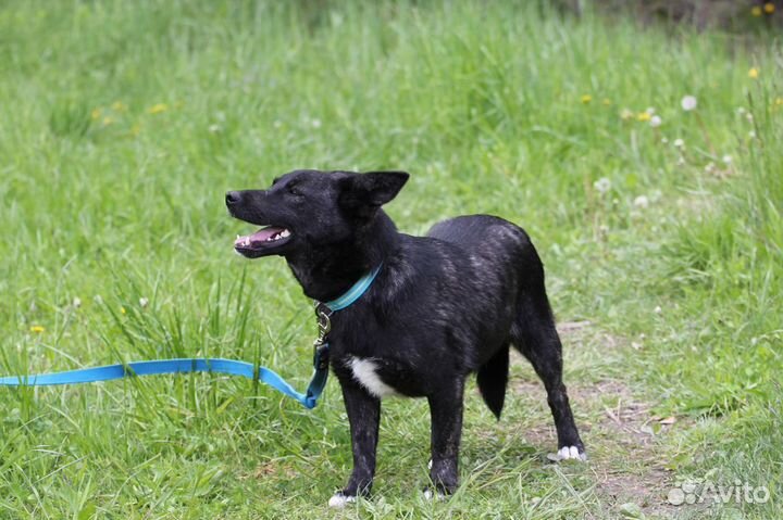 Собака Шерри