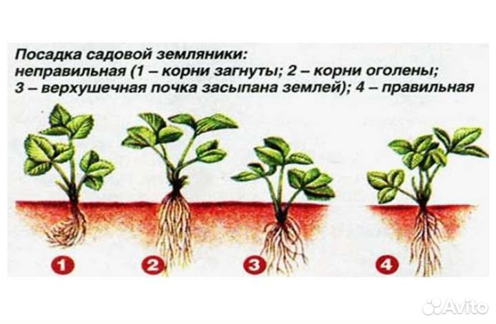 Рассада клубники