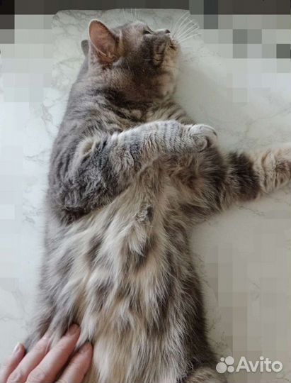 Шотландский кот вязка