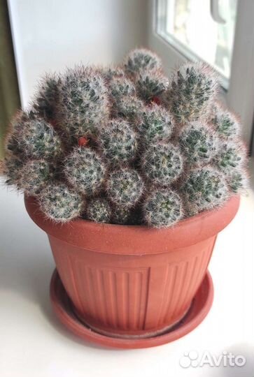 Кактус. Маммилярия. Суккуленты