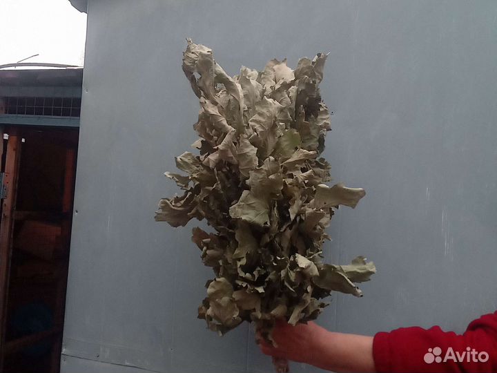 Дубовые веники для бани