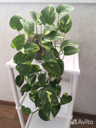 Эпипремнум ауреум золотистый