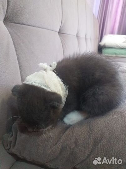 Котенок в добрые руки
