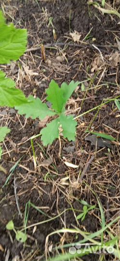 Саженцы дуба