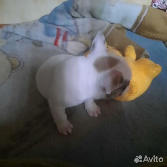 Французский бульдог мини