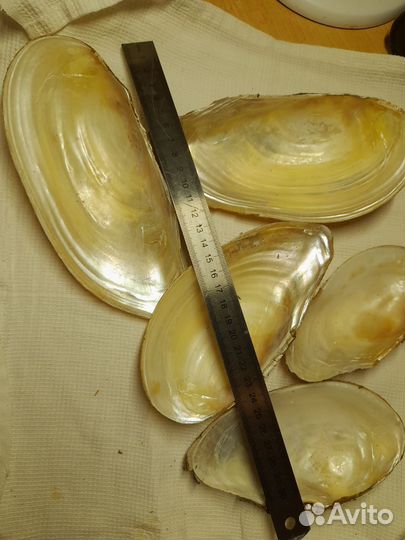 Мидия речная створки ракушка