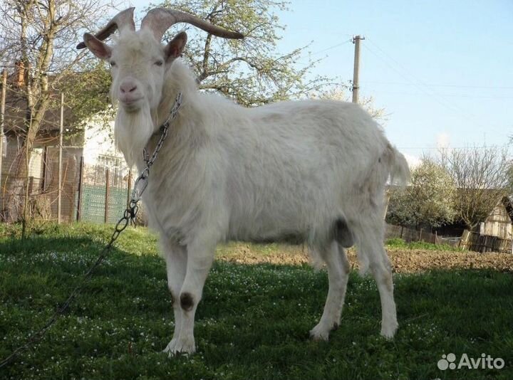 Козел зааненский