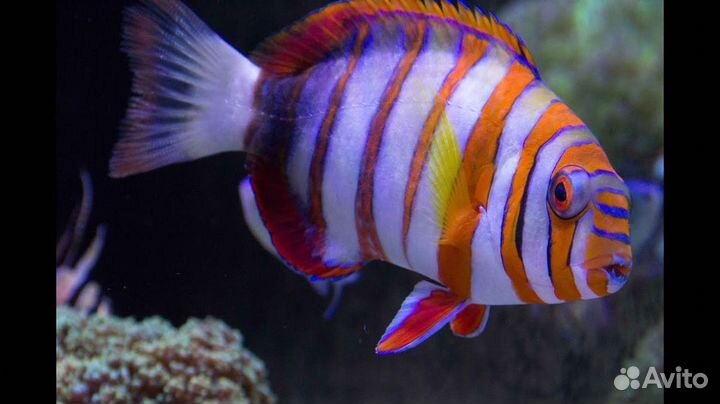 Рыбка Лиенарделла краснополосая