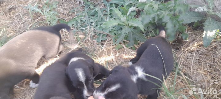 Маленькая собака бесплатно