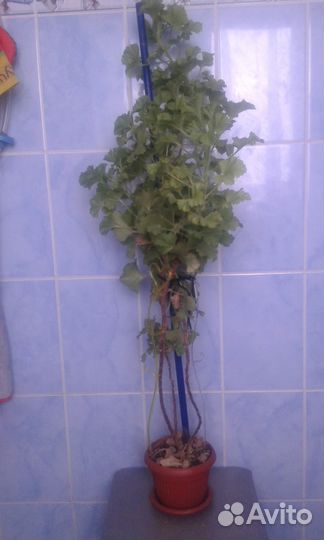 Эстрагон тархун свежий