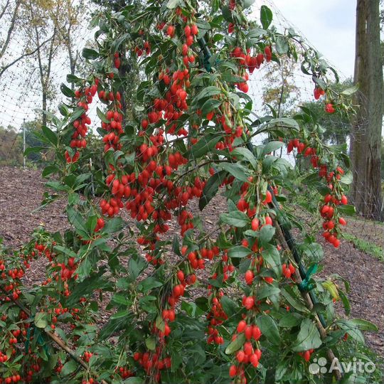 Саженцы Годжи Биг Лайфберри