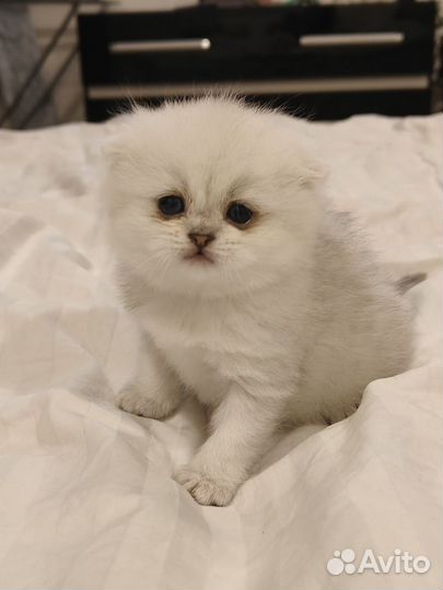 Котята шотландсткие