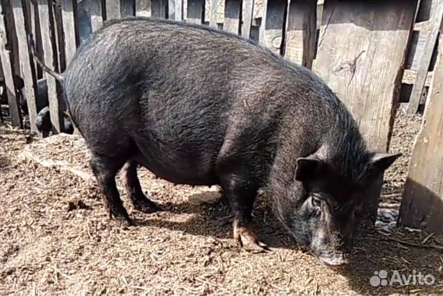 Вьетнамские вислобрюхие поросята