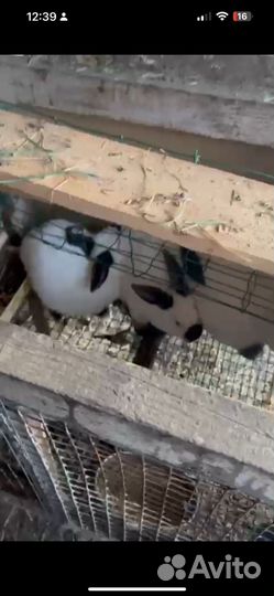 Кролики калифорнийской породы