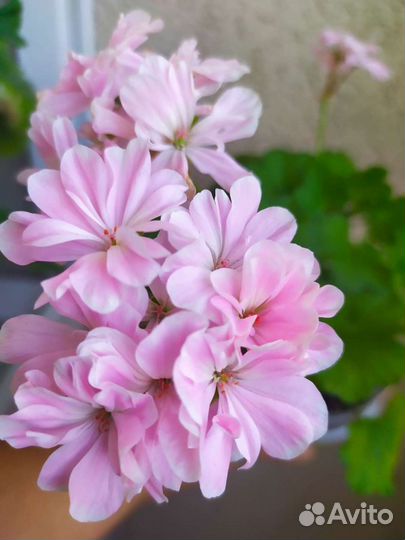 Пеларгония герань сортовая Saga