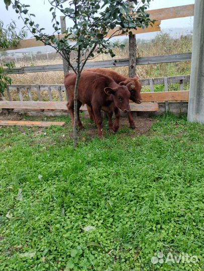 Телята бычки