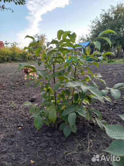 Грецкий орех саженцы