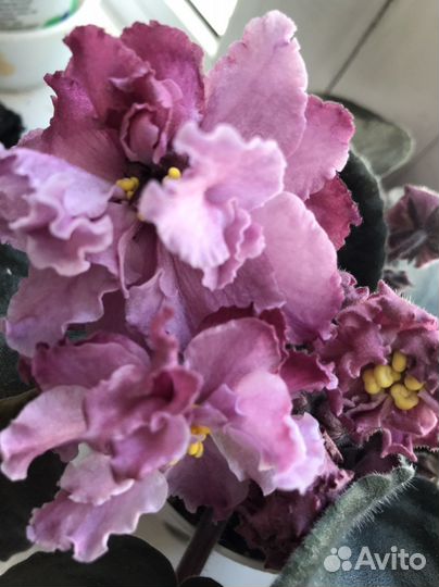 Фиалки сенполии