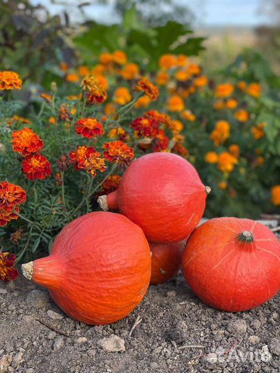 Семена Тыквы разные