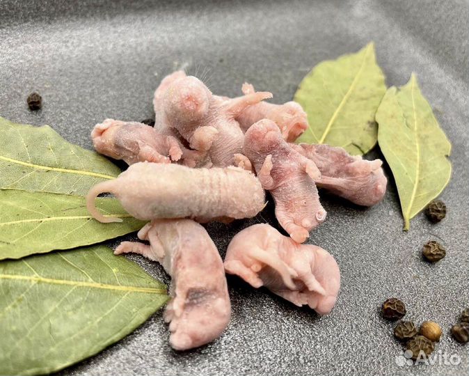 Замороженные мыши,крысы,цыплята