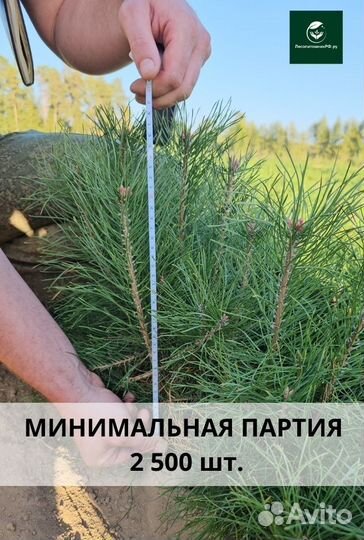 Саженцы ели окс