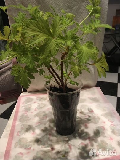 Пеларгония душистая