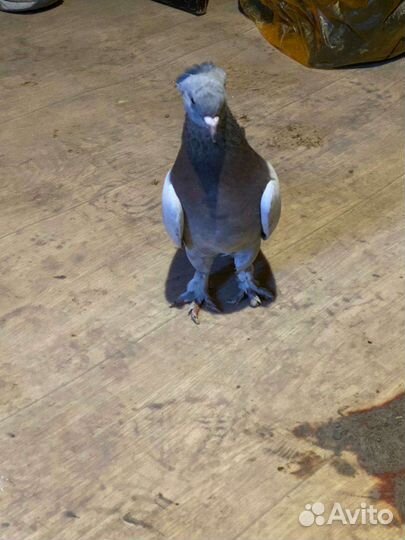 Продажа голубей