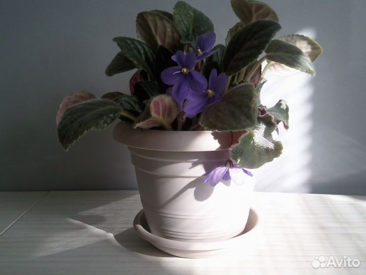 Фиалка - сенпония