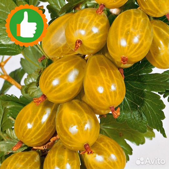 Саженцы крыжовник слабошиповатый Янтарный