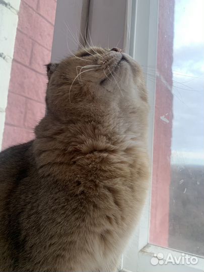 Шотландский вислоухий кот вязка