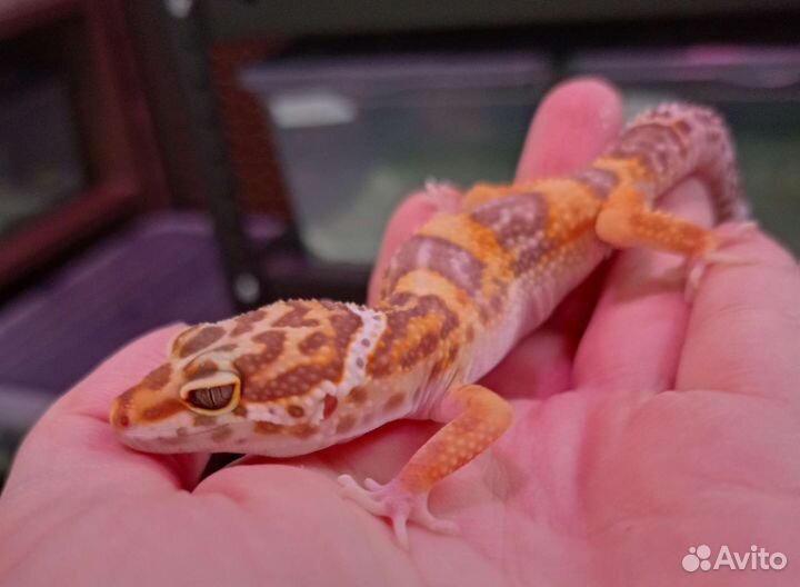 Пятнистые эублефары