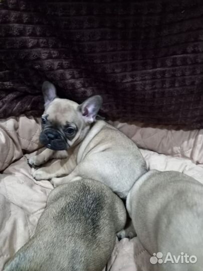 Французский бульдог щенки