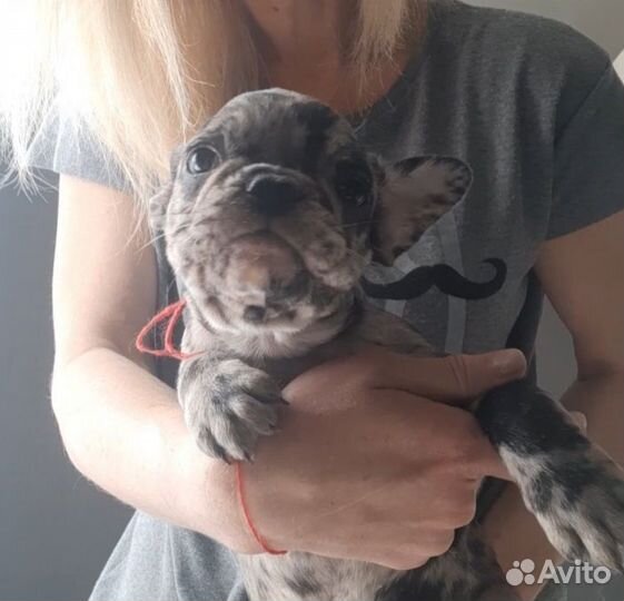 Французский бульдог