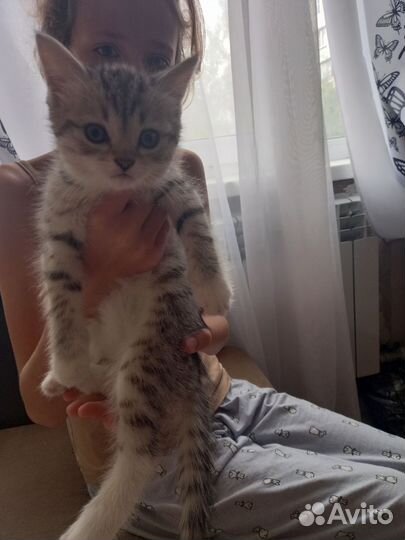 Персидские котята