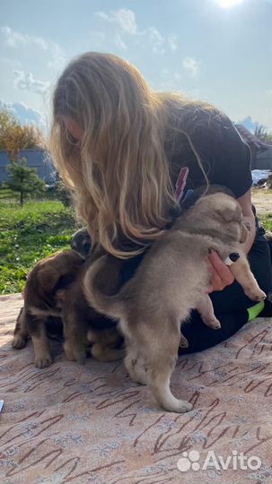 Щенки бесплатно