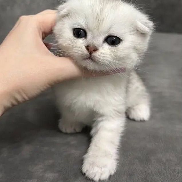 Шотландский вислоухий короткошёрстный котёнок