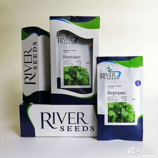 Кориандр Бергамо