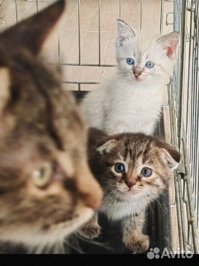 Котята в добрые руки