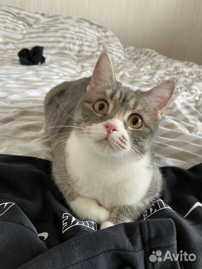 Кошка