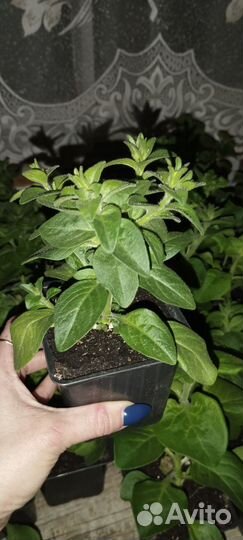 Рассада петунии