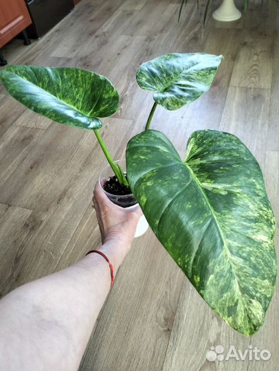 Комнатные растения, филодендроны и др