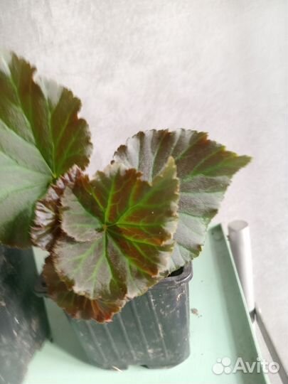 Бегония элатиор