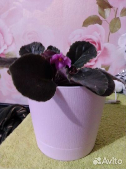 Фиалка с горшком (1 литр с автополивом)