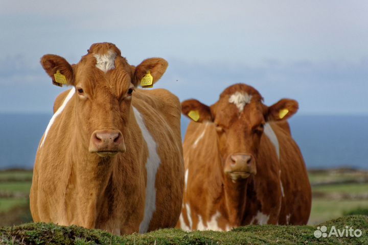 Искусственное осеменение крс, узи на стельность