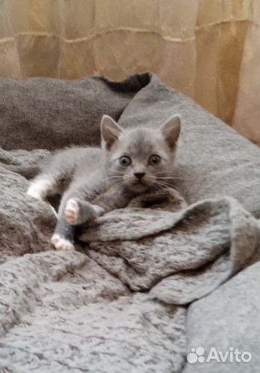 Подарю котят н счастье